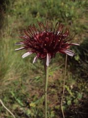 Isostigma peucedanifolium