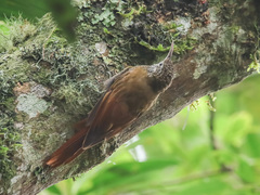 Lepidocolaptes lacrymiger