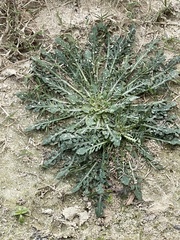 Hypochaeris radicata