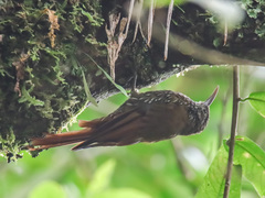 Lepidocolaptes lacrymiger