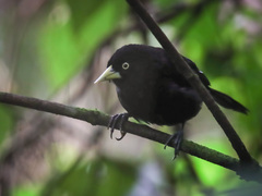 Amblycercus holosericeus