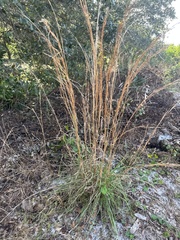 Andropogon virginicus