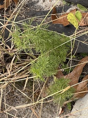Achillea millefolium