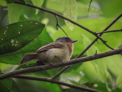 Leptopogon rufipectus