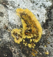 Variospora flavescens