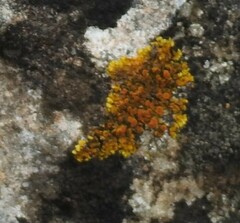 Variospora flavescens