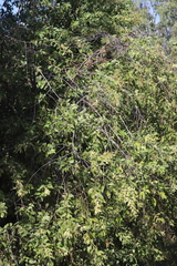 Acacia holotricha