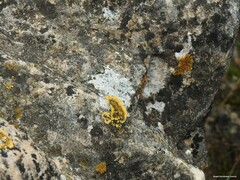 Variospora flavescens