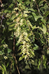 Acacia holotricha