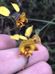 Diuris semilunulata