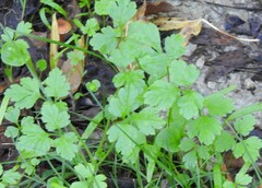 Physospermum cornubiense