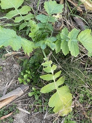 Raphanus raphanistrum