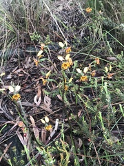 Diuris semilunulata