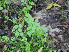 Physospermum cornubiense