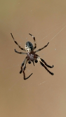 Larinioides suspicax