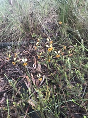 Diuris semilunulata