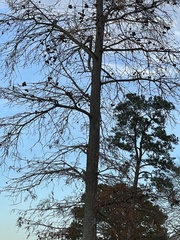 Chamaecyparis thyoides