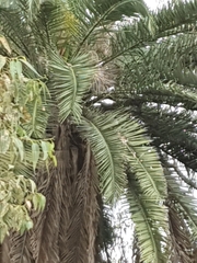Phoenix canariensis