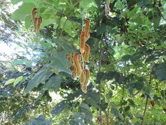 Mucuna pruriens