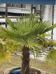 Trachycarpus