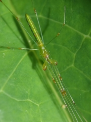 Tetragnatha hasselti