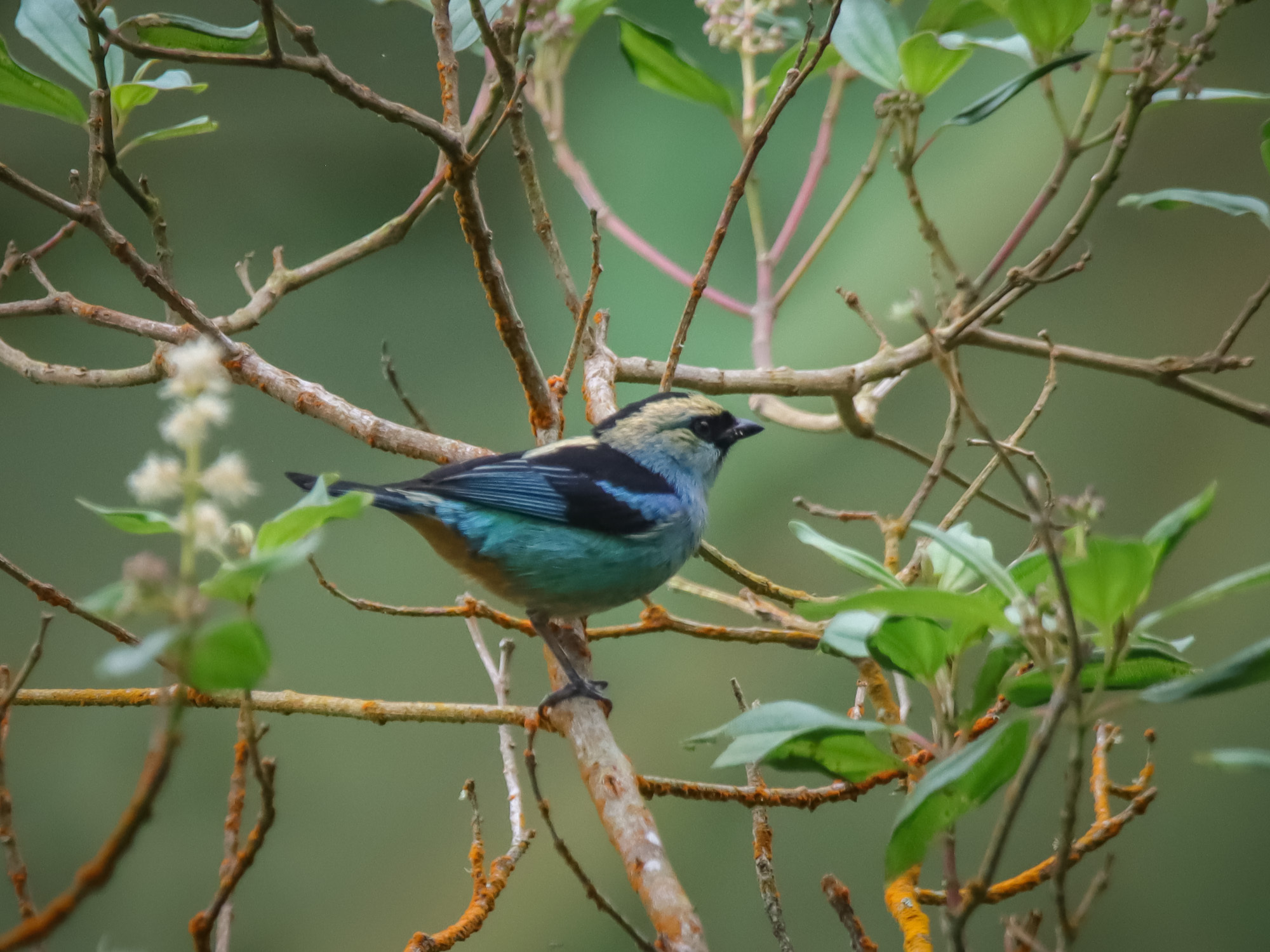 Tangara verdinegra (Tangara labradorides), Foto: Omar Javier L&oacute;pez G&oacute;mez