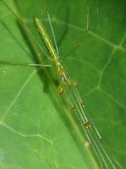 Tetragnatha hasselti