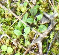 Helianthemum ledifolium
