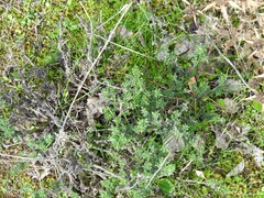 Helianthemum ledifolium