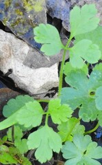 Chaerophyllum nodosum