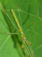 Tetragnatha hasselti
