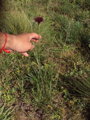 Isostigma peucedanifolium
