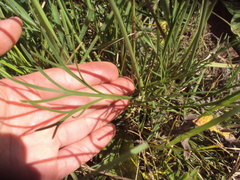 Isostigma peucedanifolium