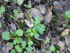 Chaerophyllum nodosum