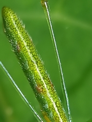 Tetragnatha hasselti
