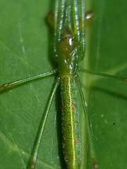 Tetragnatha hasselti