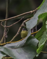 Pogonotriccus poecilotis