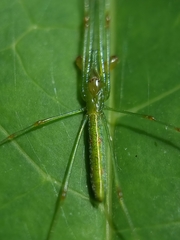 Tetragnatha hasselti