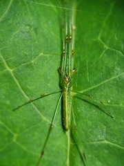 Tetragnatha hasselti