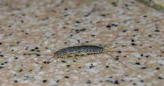 Ctenolepisma