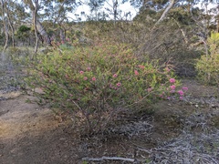 Melaleuca wilsonii