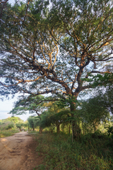 Vachellia leucophloea