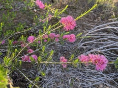 Melaleuca wilsonii