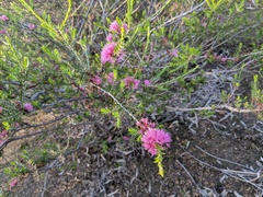 Melaleuca wilsonii