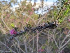 Melaleuca wilsonii