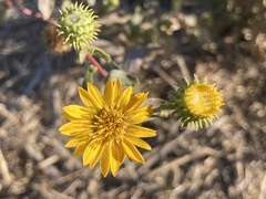 Grindelia hirsutula