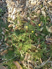 Oncosiphon pilulifer