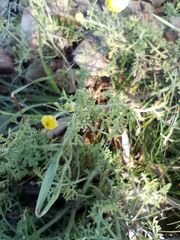 Oncosiphon pilulifer