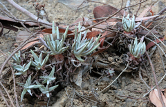 Dudleya virens