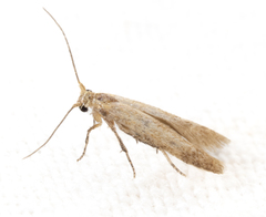 Tischeria quercitella